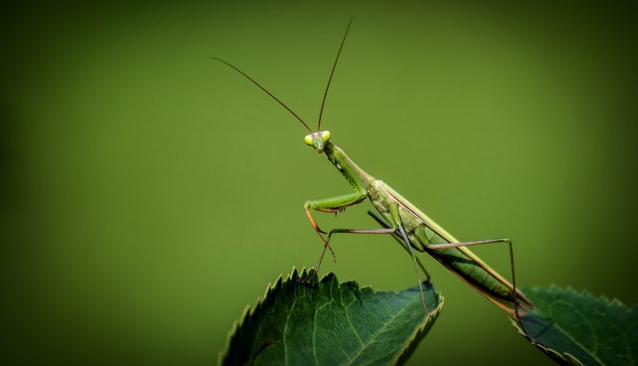 Grasshopper