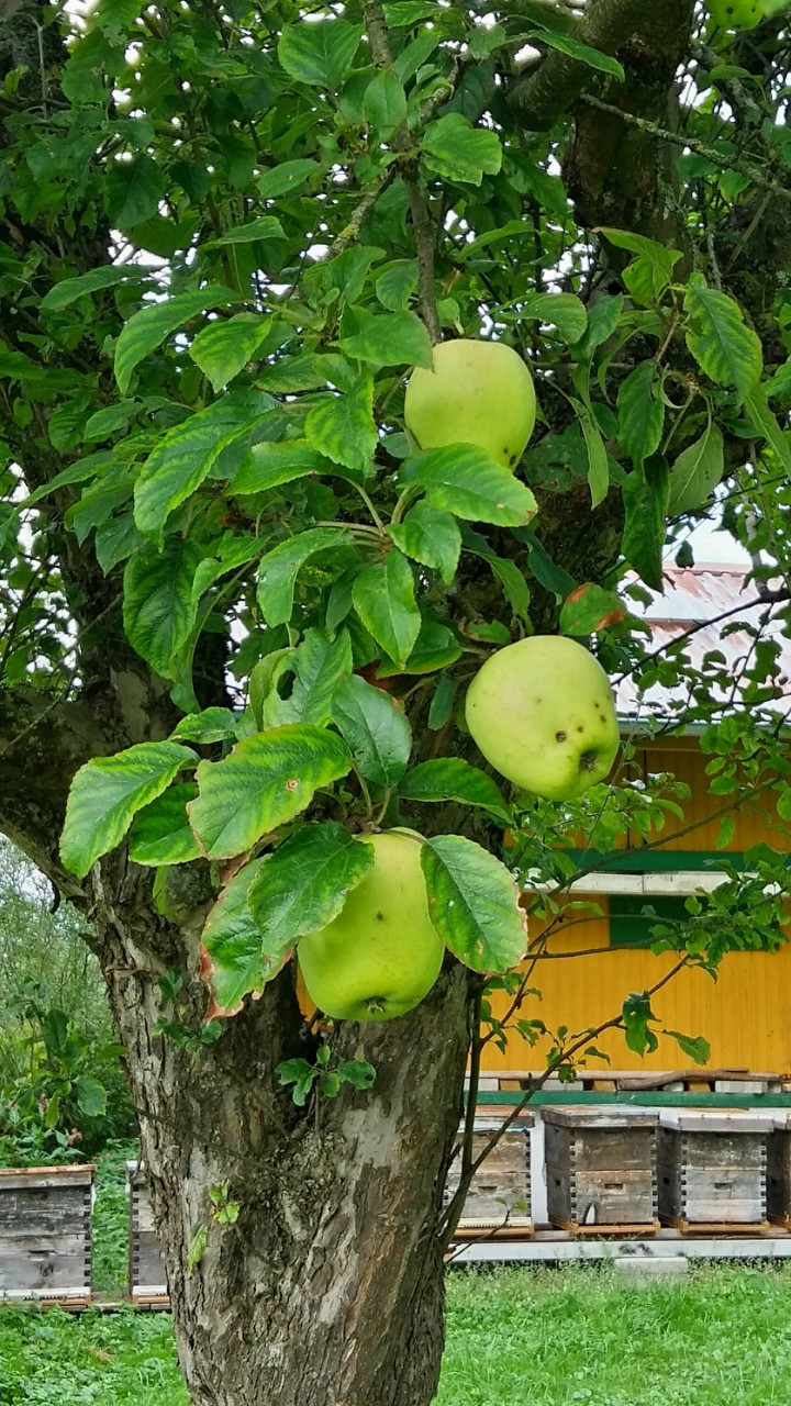Apfelbaum