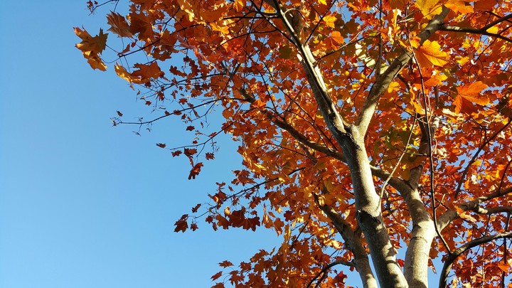 Maple