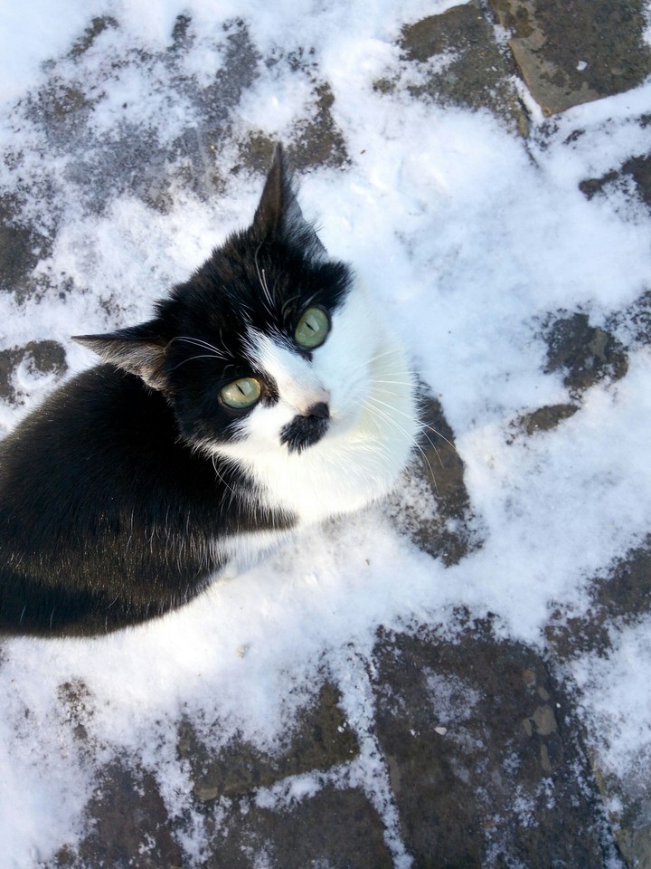 cat