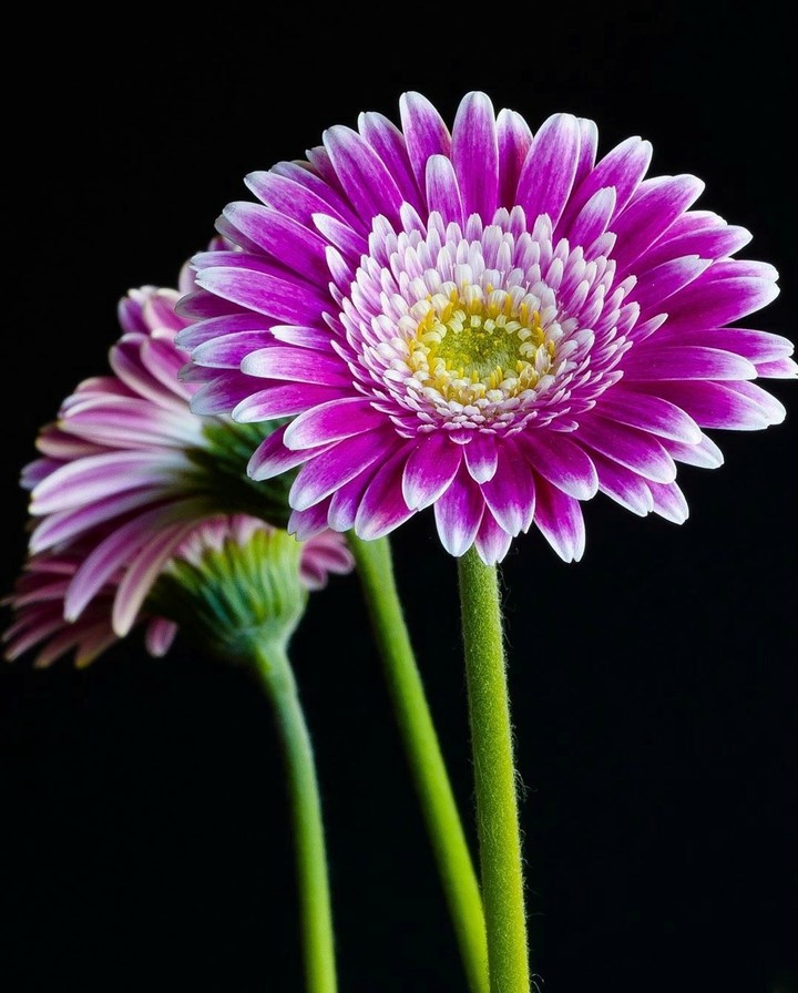 gerbera