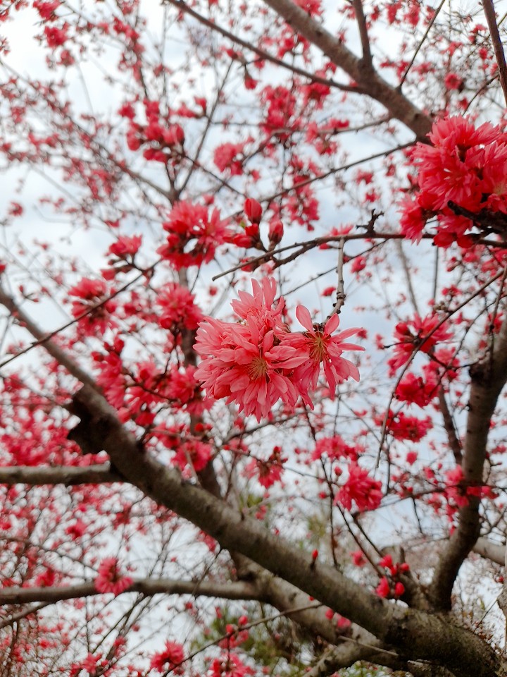 flowers