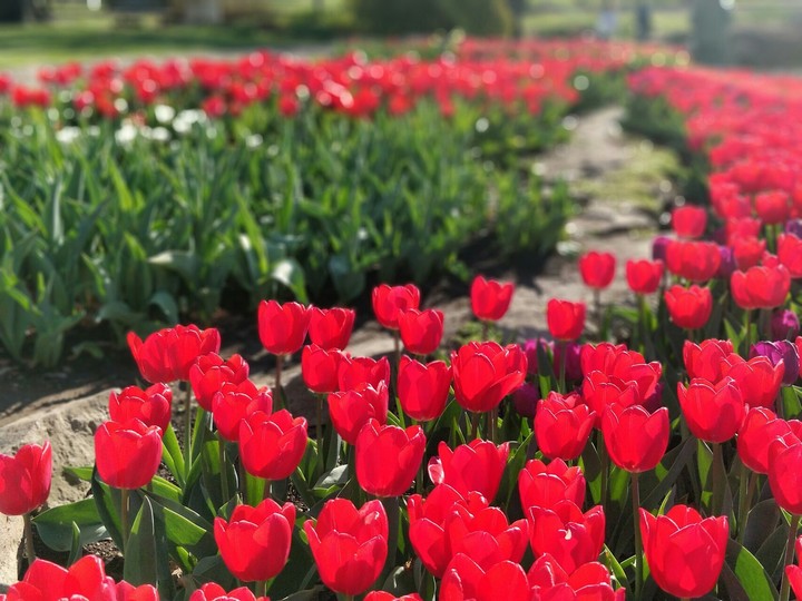 Rose garden