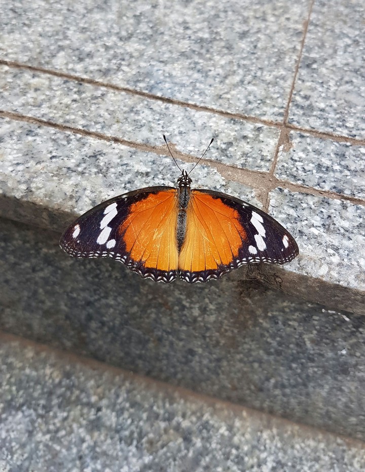 Butterfly