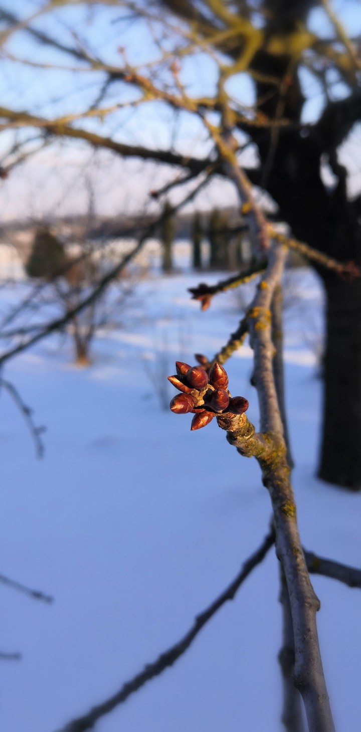 Spring???_Bud_tree