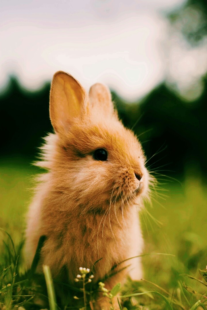 Rabbit