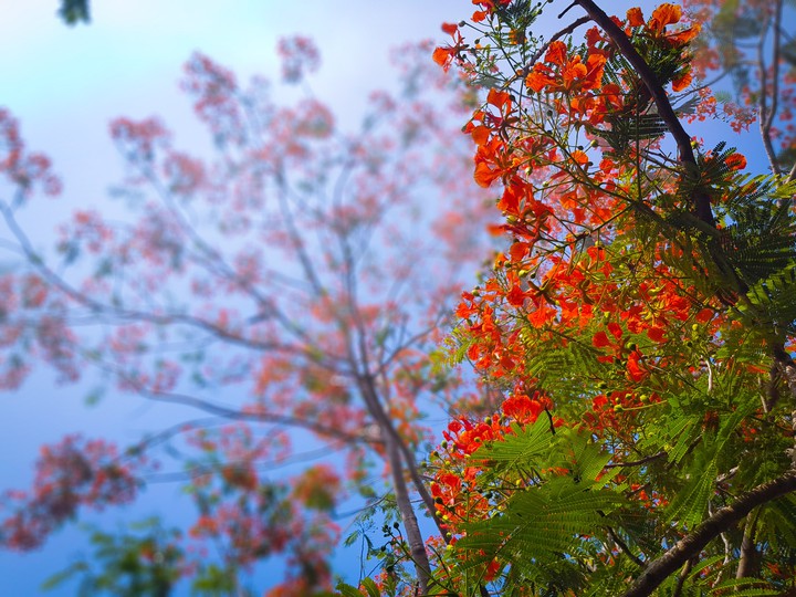 spring