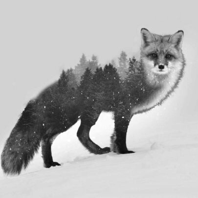 #fox