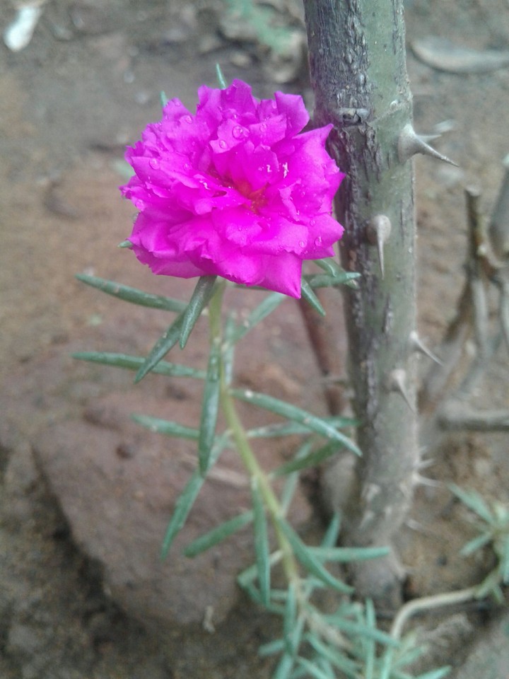 rose
