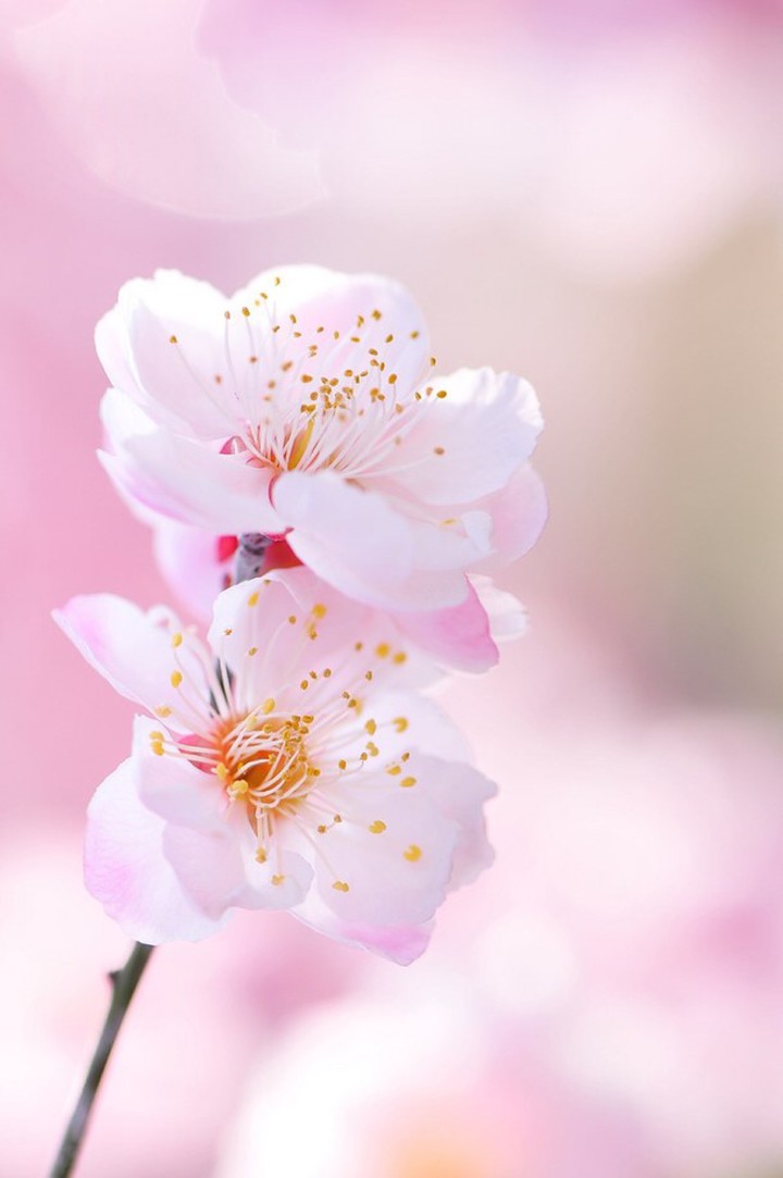 Fully bloomed