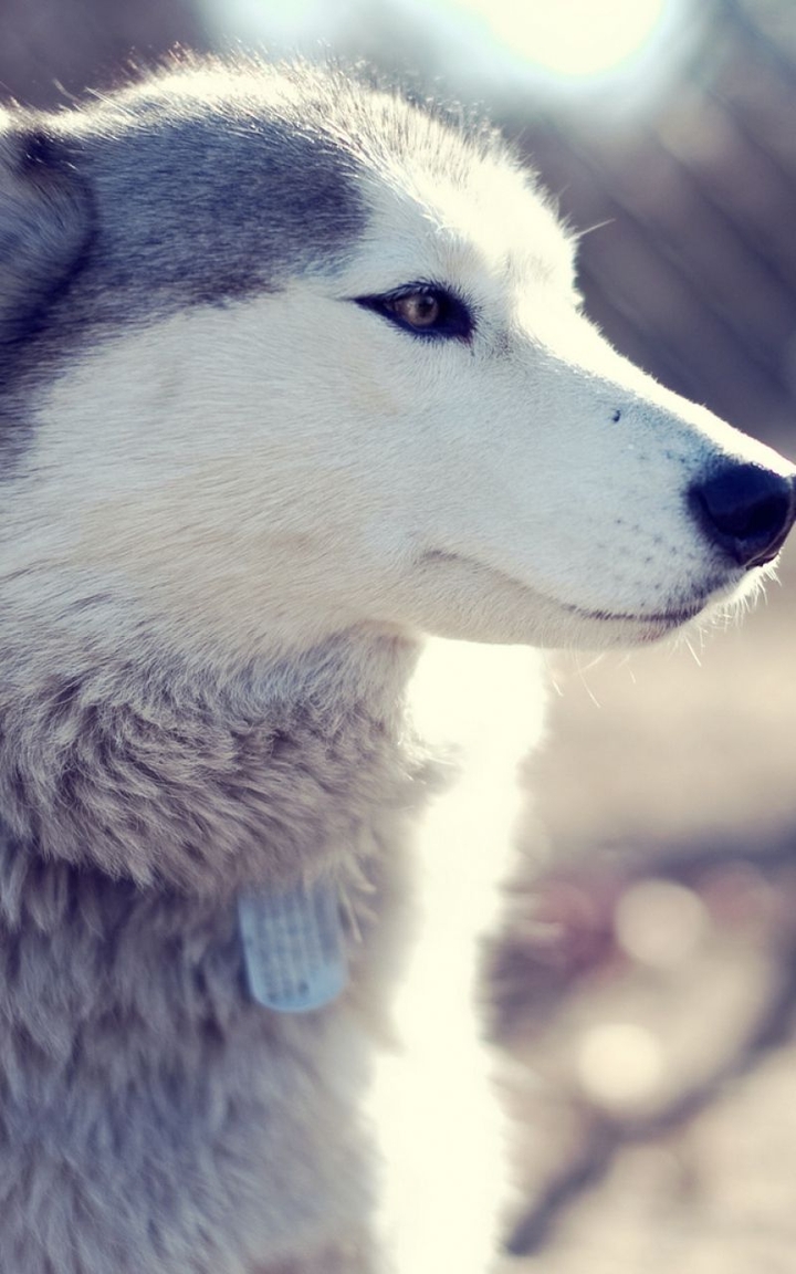 husky Wolfdog dog