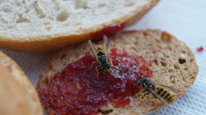 Wespen auf Marmeladen Brot