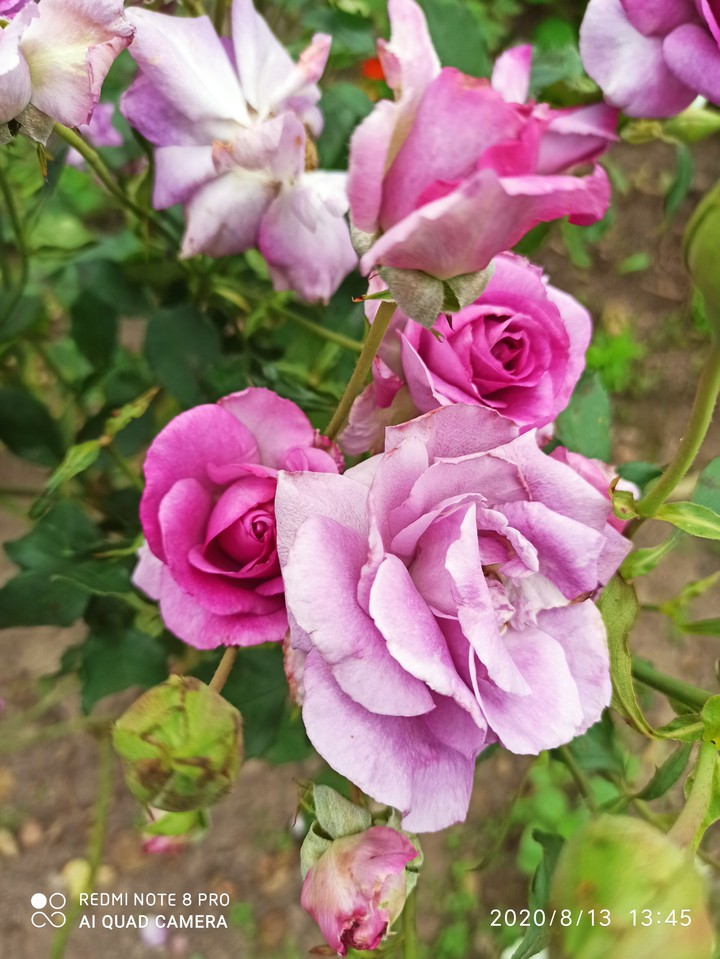 roses