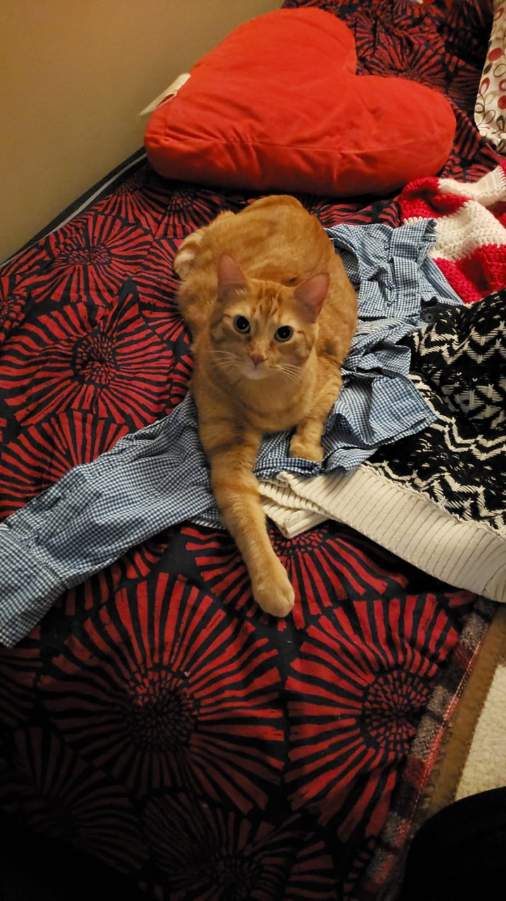 Cat on Clean Laundry
