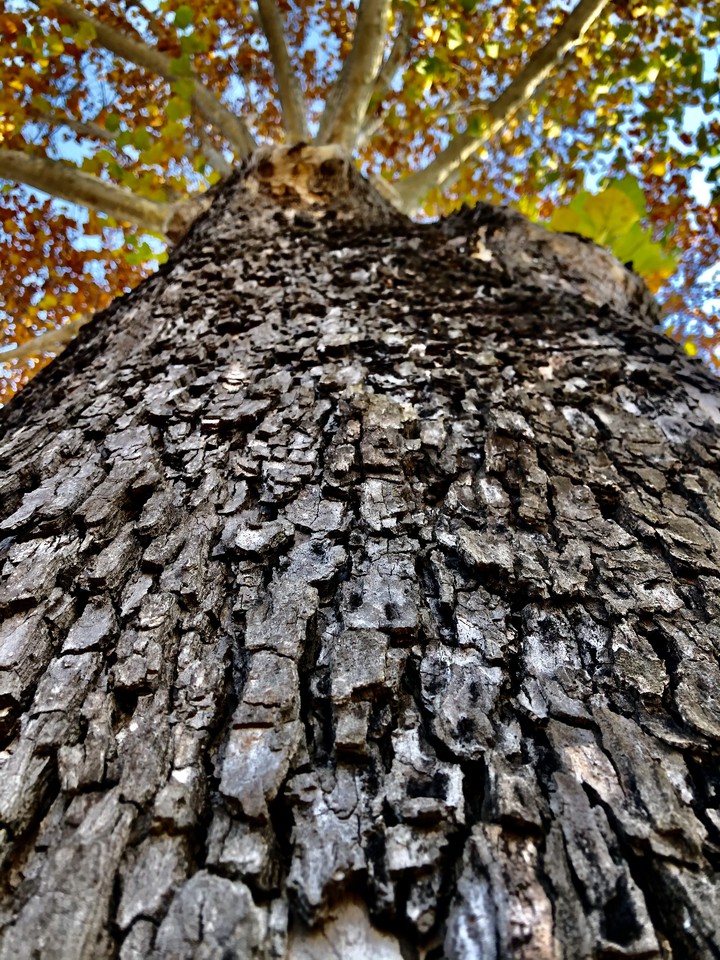 Old Tree in Autumn