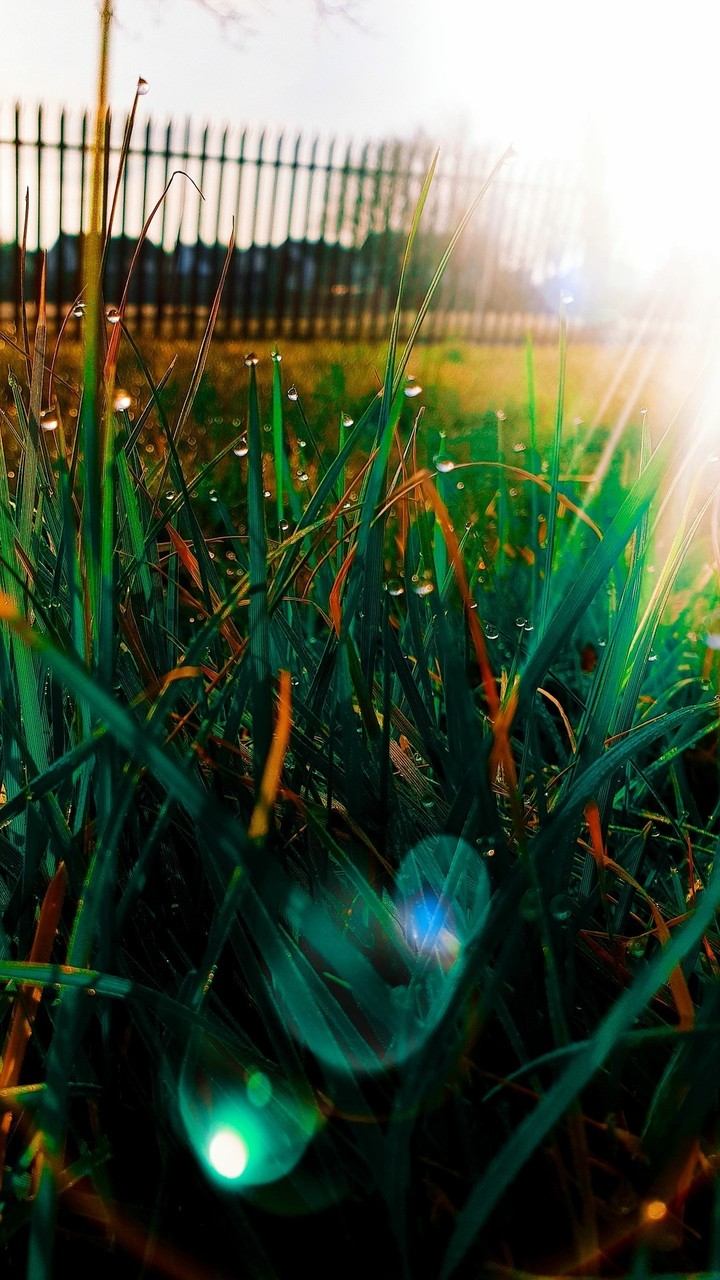 fields