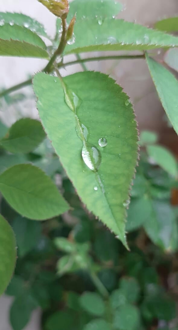 Rain....