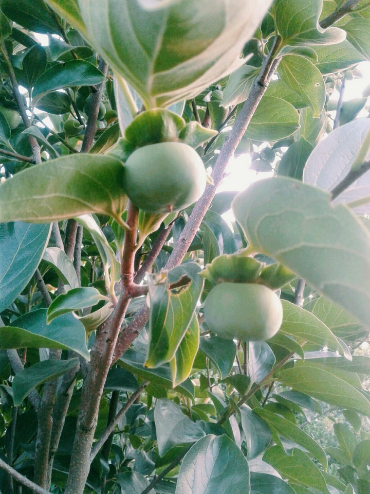 Persimmon ?????? خرمالو