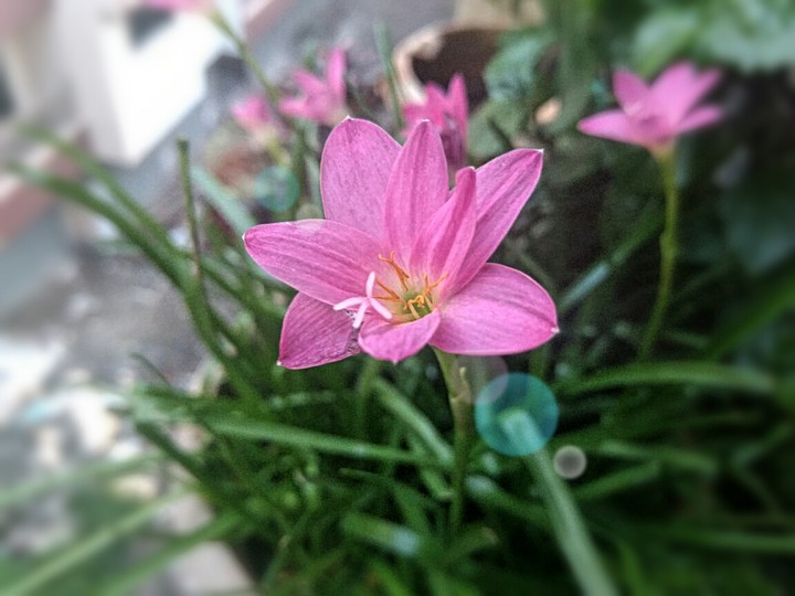 flower