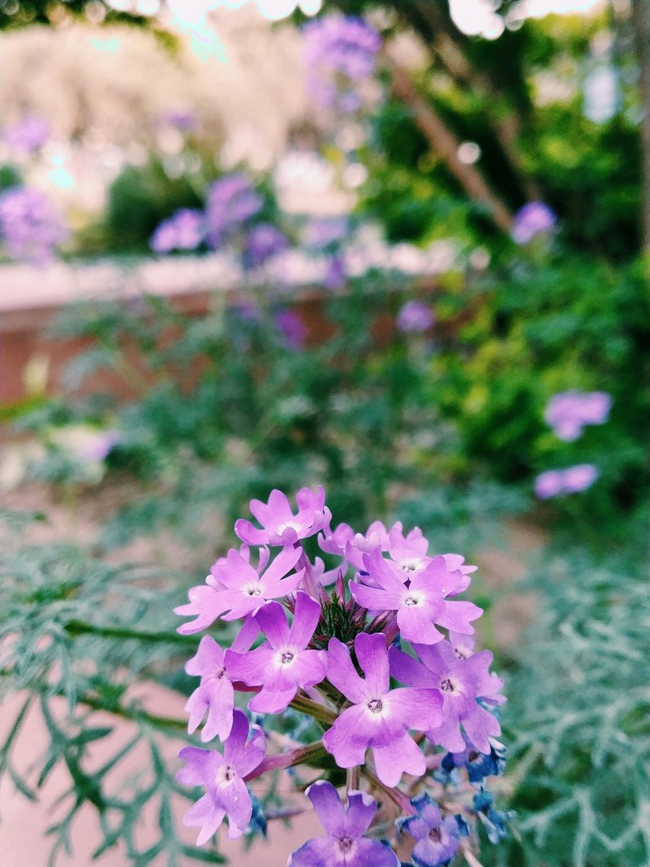 Purpule Flower Beauty