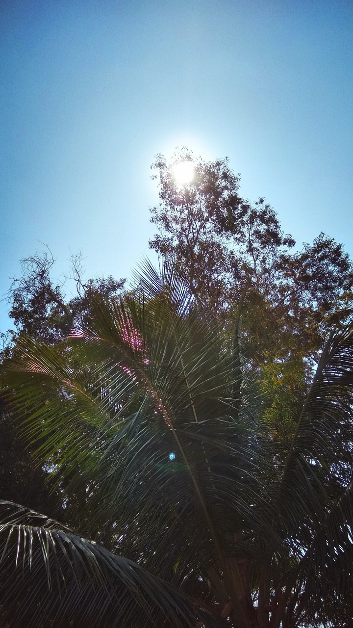 Sun kissing leaves ?❤️