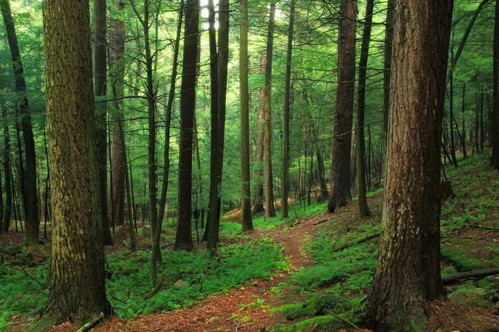 Árboles