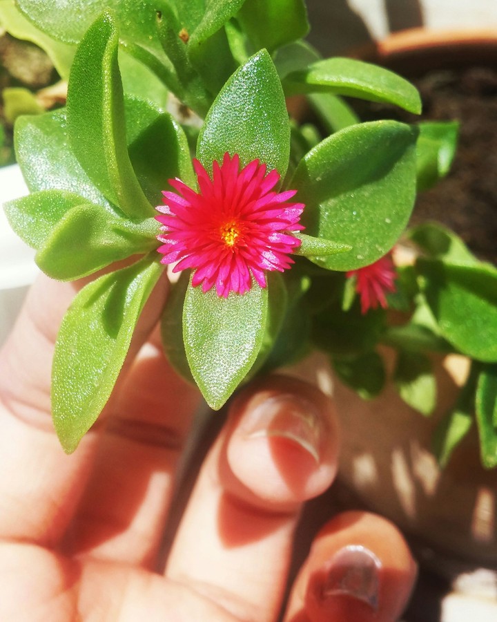 flowers