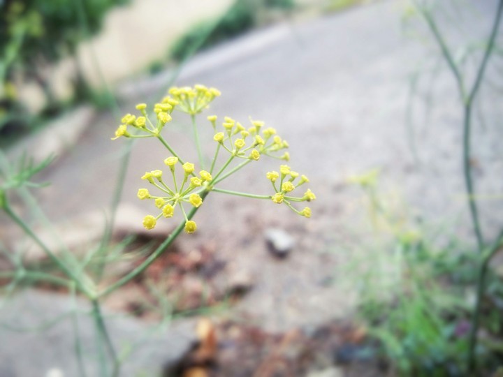 Energetic Yellow