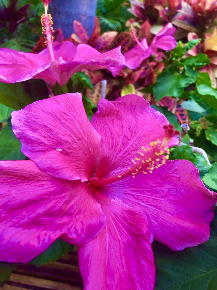 Flor de Hibisco