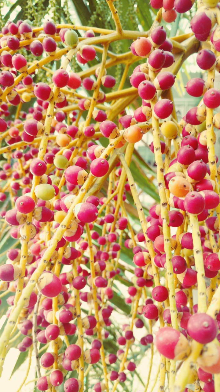 ripening