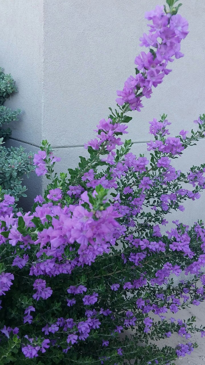 purple flowers