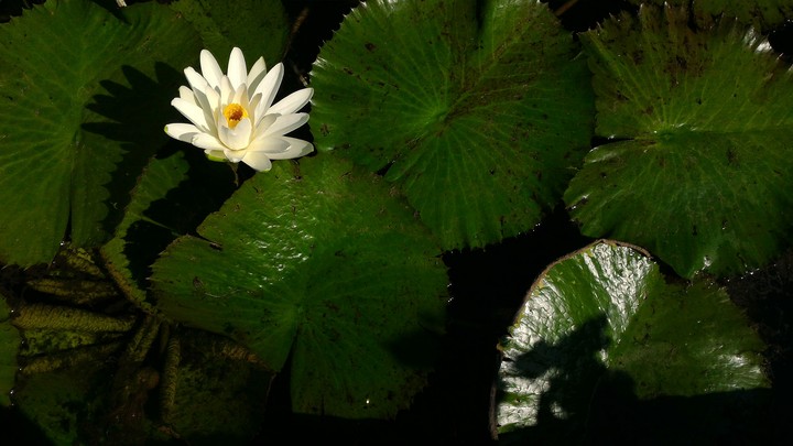 flower#2