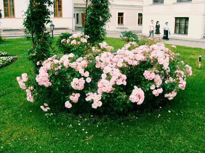 Pink flowers