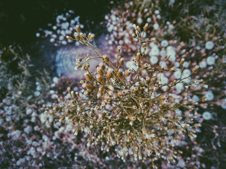Flower. Цветы