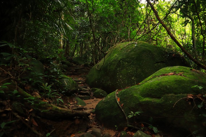 Into the forest