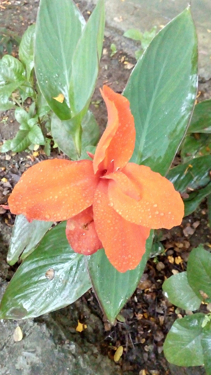 droplets on flower....