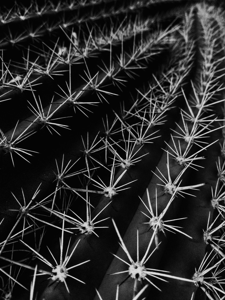 spikes of life