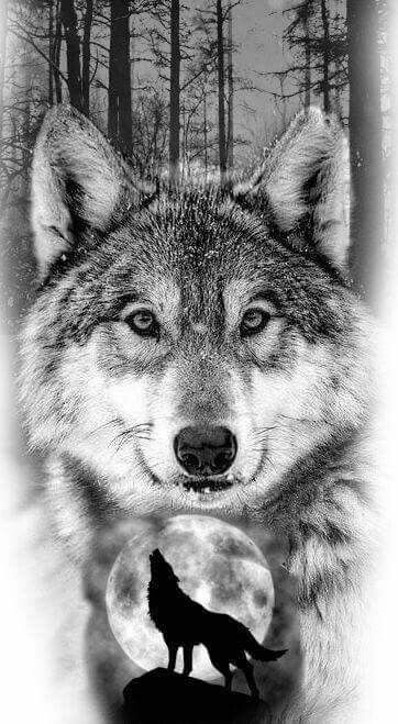 wolf