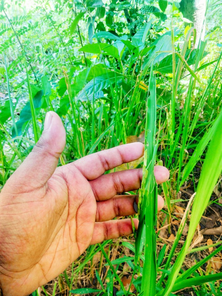 love with green