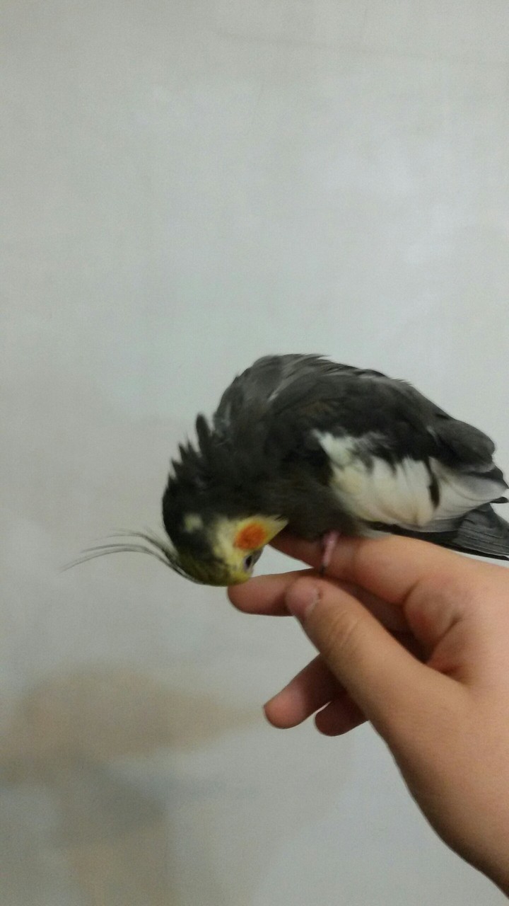 فندوق