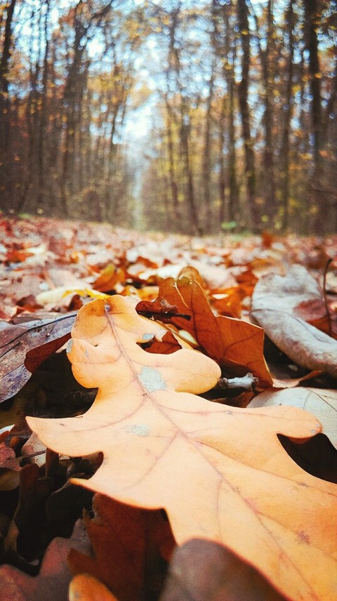 tree, wood壁紙