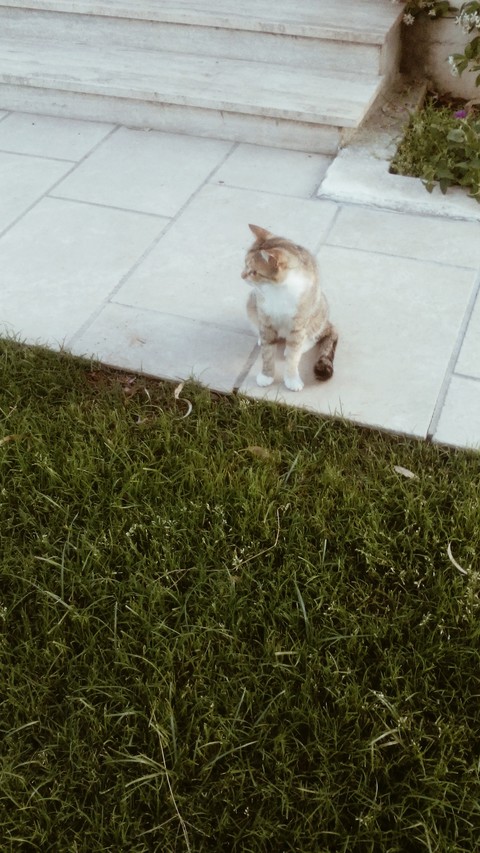 micia