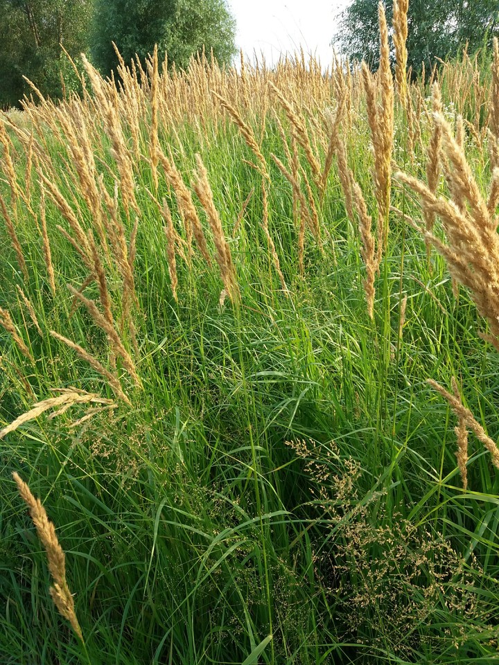 grass