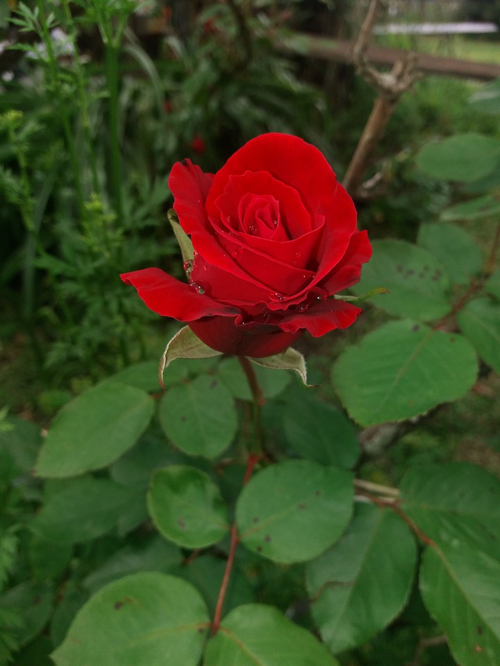 rosa