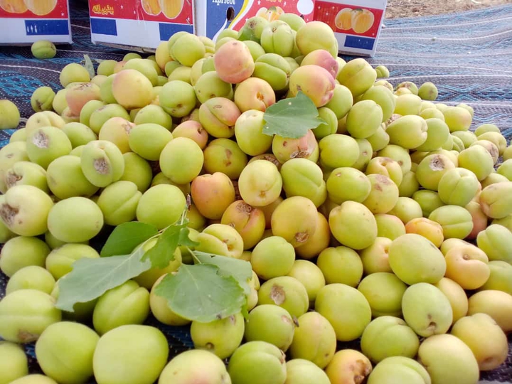 fresh fruits in Balochistan