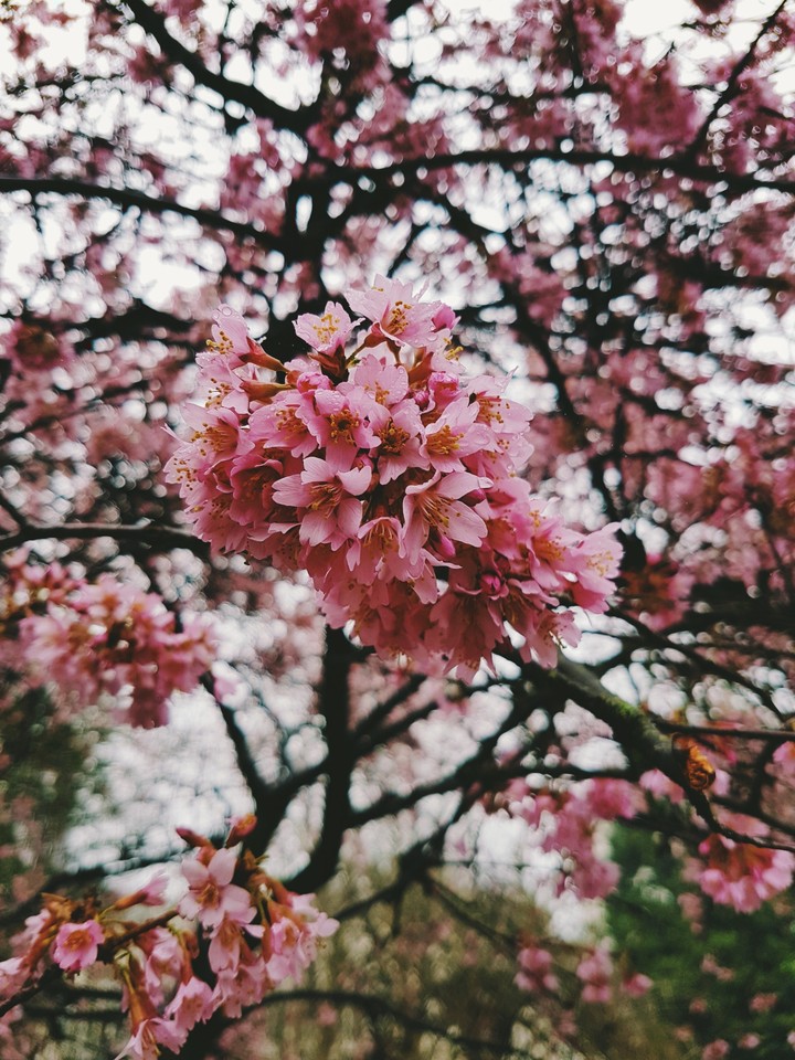 Hide park Flowers, London