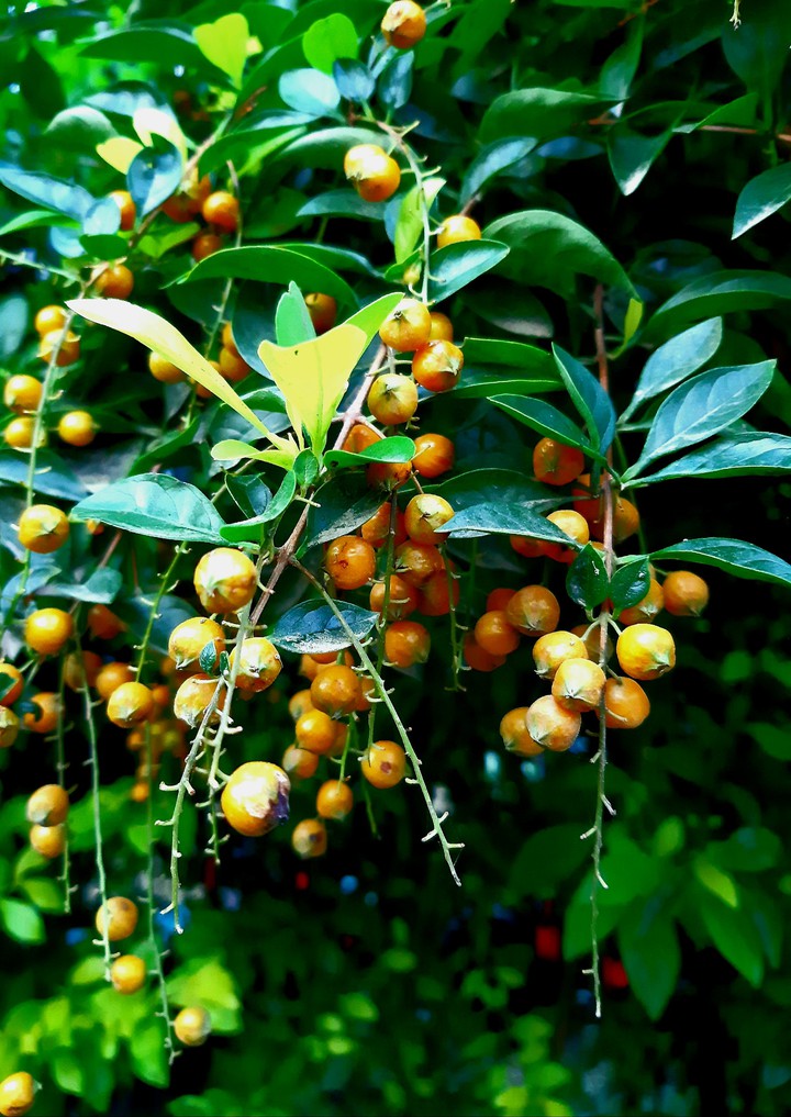 wind fruits