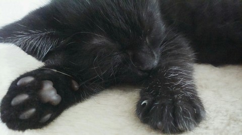 Kitten