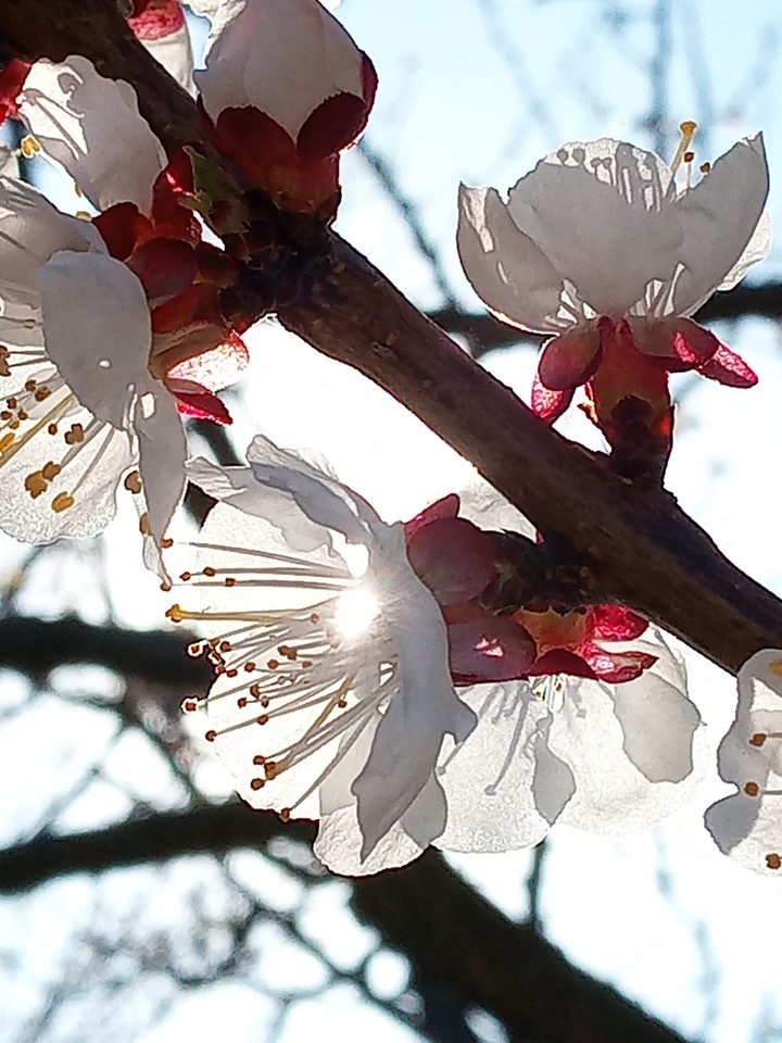 apricot flower