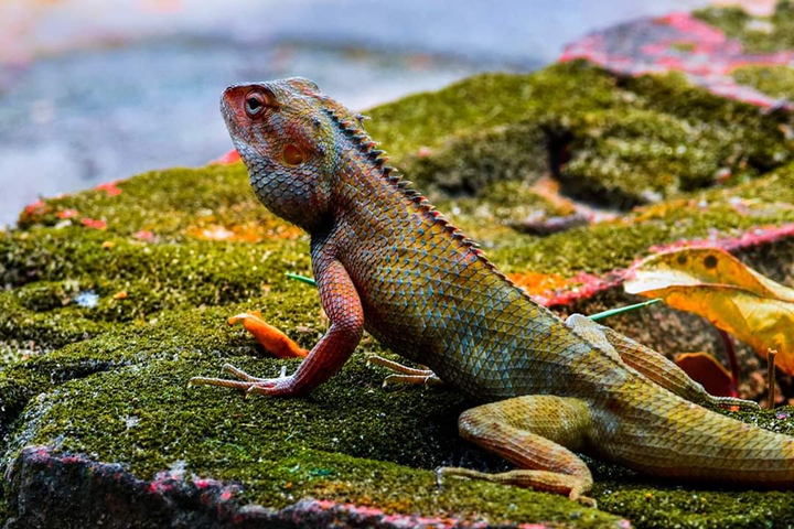 Reptilia